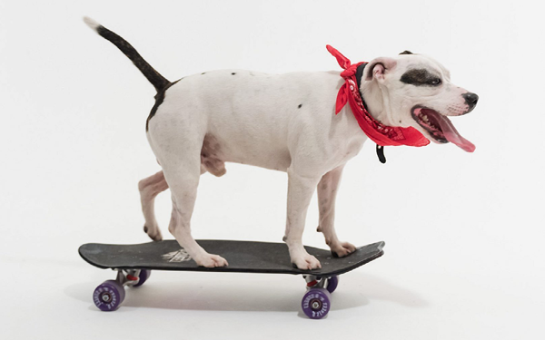 Skate Dog