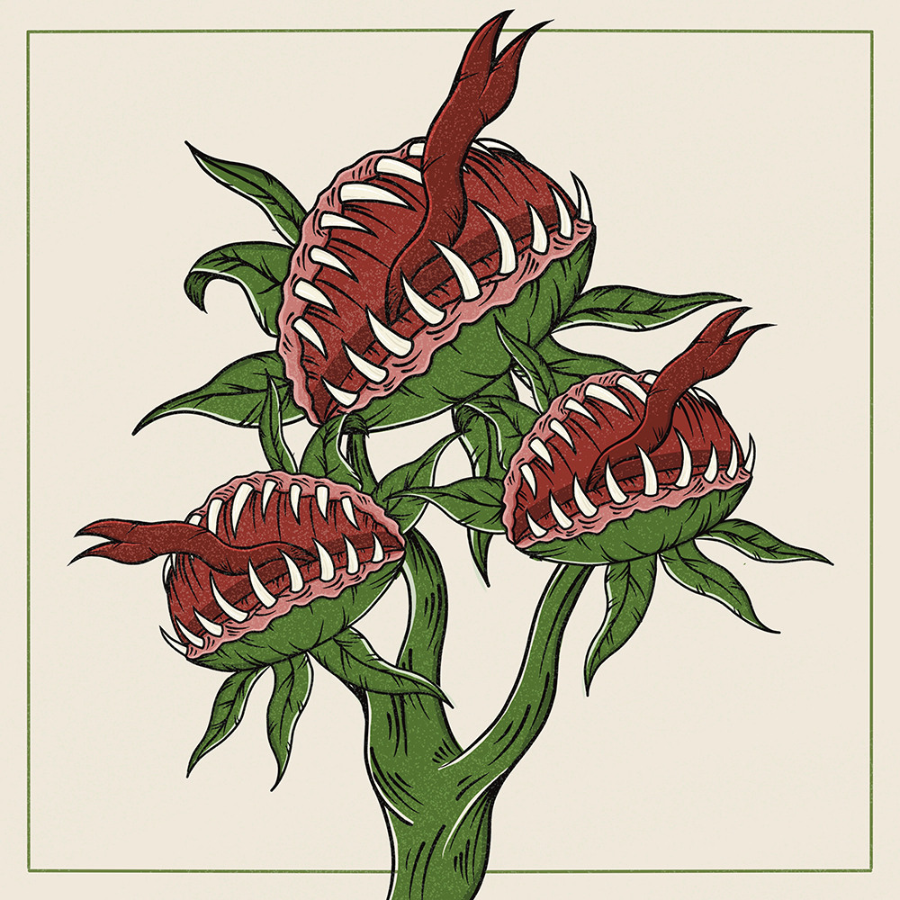 Illustration of Venus Fly Traps